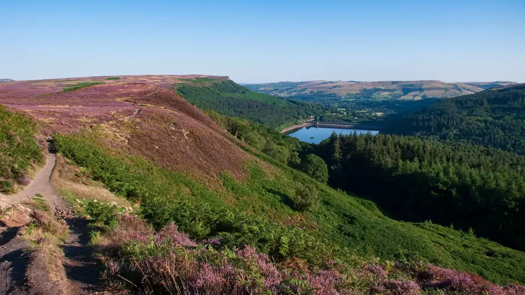 Heather on the top of Lead Hill, Upper Derwent Valley