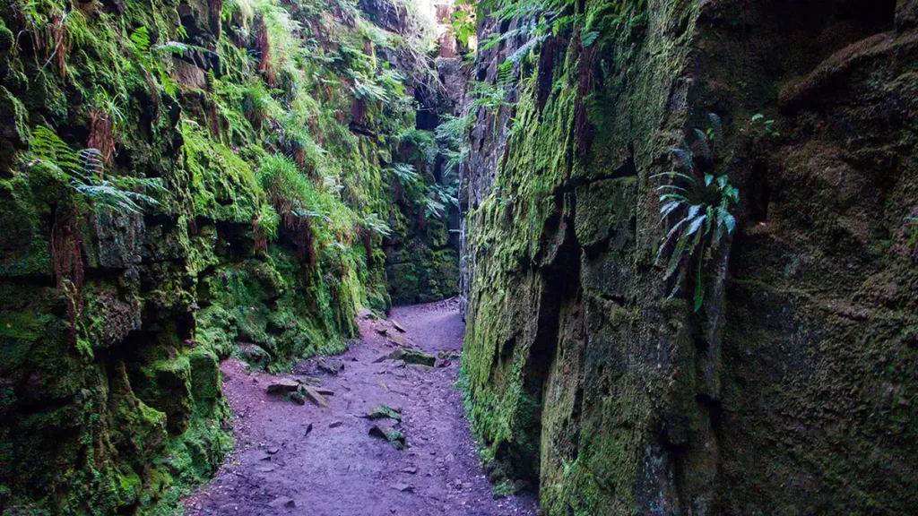 A path leads through the chasm known as Lud's Church. Gritstone rock stands either side, with mosses lining the stones. Plants grow from crevices in the rock. The green-ness of the growth on the rocks indicates the dampness within the chasm.