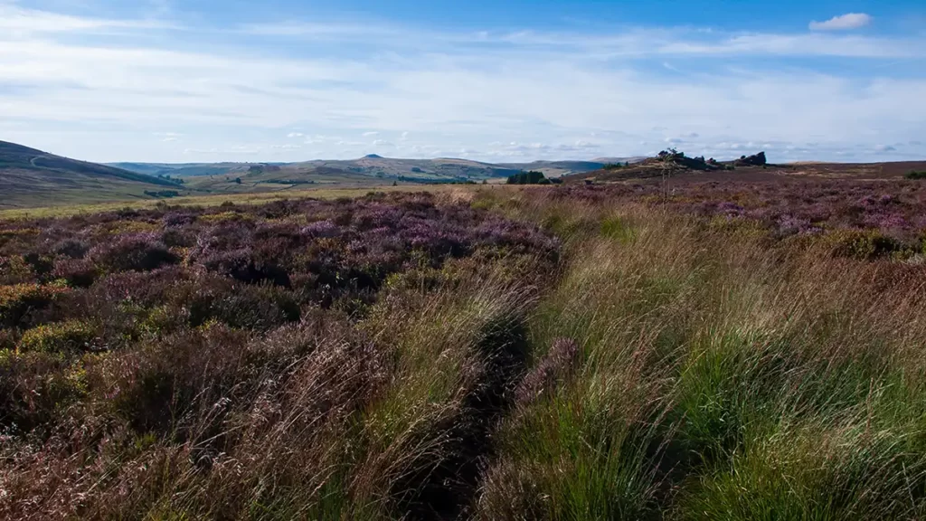 Heather lines the Staffordshire Moorland with the edge of Ramshaw Rocks visible ahead