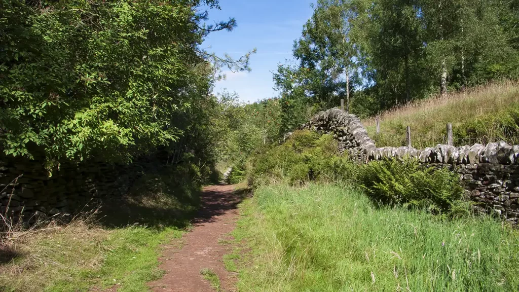 A clear bridlepath ascends with trees to the left and a drystone wall to the right