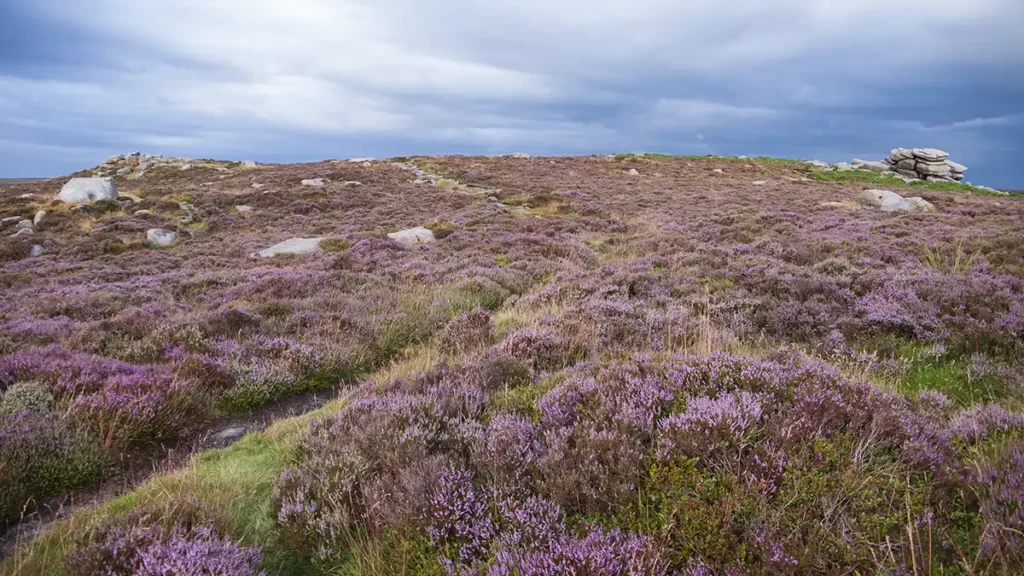 Heather grows across the top of Higger Tor. A narrow path heads across the tor. Large gritstone boulders stand at the far end of the plateau.