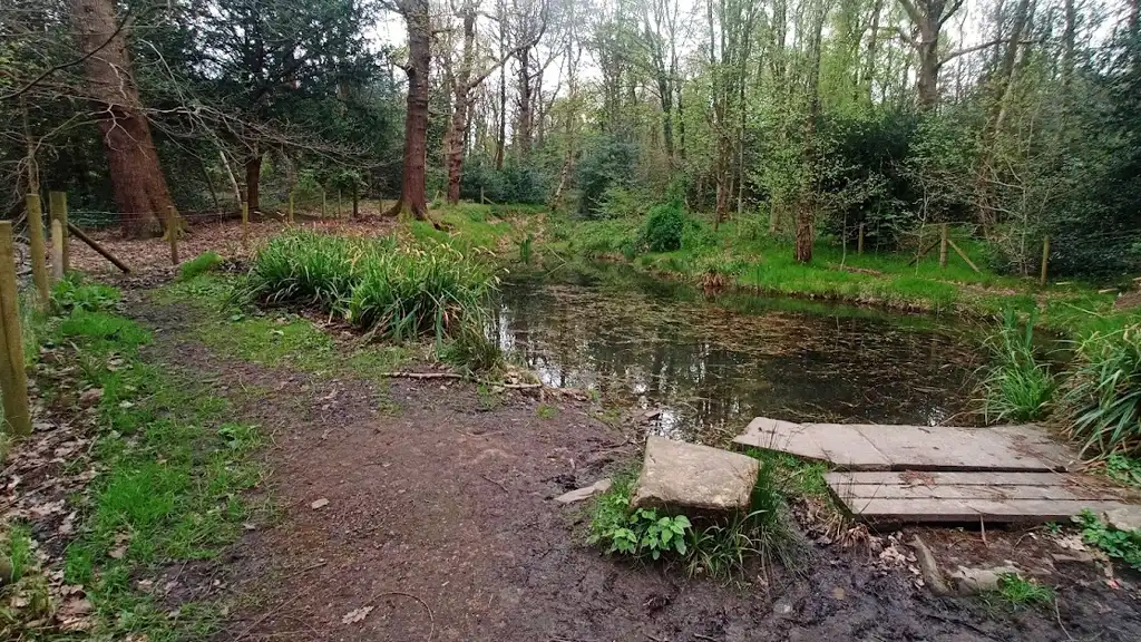Colliers Pond in Ecclesall Woods